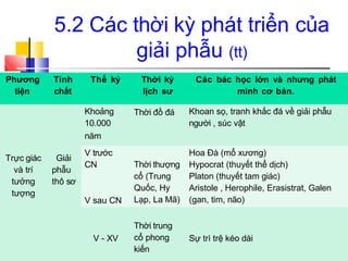 5.2 Các thời kỳ phát triển của
giải phẫu (tt)
Phương
tiện
Tính Thế kỷ
chất
Thời kỳ
lịch sư
Các bác học lớn và nhưng phát
minh cơ bản.
Trực giác
và trí
tưởng
tượng
Giải
phẫu
thô sơ
Khoảng
10.000
năm
Thời đồ đá Khoan sọ, tranh khắc đá về giải phẫu
người , súc vật
V trước
CN
V sau CN
Thời thượng
cổ (Trung
Quốc, Hy
Lạp, La Mã)
Hoa Đà (mổ xương)
Hypocrat (thuyết thể dịch)
Platon (thuyết tam giác)
Aristole , Herophile, Erasistrat, Galen
(gan, tim, não)
V - XV
Thời trung
cổ phong
kiến
Sự trì trệ kéo dài
 