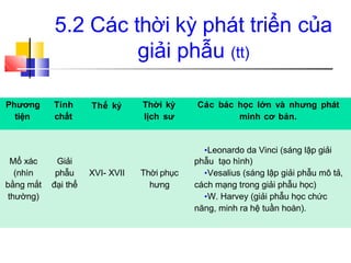 Phương
tiện
Tính
chất
Thế kỷ Thời kỳ
lịch sư
Các bác học lớn và nhưng phát
minh cơ bản.
•Leonardo da Vinci (sáng lập giải
Mổ xác Giải phẫu tạo hình)
(nhìn phẫu XVI- XVII Thời phục •Vesalius (sáng lập giải phẫu mô tả,
bằng mắt đại thể hưng cách mạng trong giải phẫu học)
thường) •W. Harvey (giải phẫu học chức
năng, minh ra hệ tuần hoàn).
5.2 Các thời kỳ phát triển của
giải phẫu (tt)
 