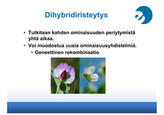 Dihybridiristeytys

•  Tutkitaan kahden ominaisuuden periytymistä
   yhtä aikaa.
•  Voi muodostua uusia ominaisuusyhdistelmiä.
    •  Geneettinen rekombinaatio
 