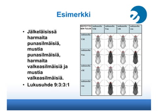 Esimerkki

•  Jälkeläisissä
   harmaita
   punasilmäisiä,
   mustia
   punasilmäisiä,
   harmaita
   valkeasilmäisiä ja
   mustia
   valkeasilmäisiä.
•  Lukusuhde 9:3:3:1
 