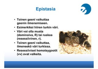 Epistasia

•  Toinen geeni vaikuttaa
   geenin ilmenemiseen.
•  Esimerkiksi hiiren turkin väri.
•  Väri voi olla musta
   (dominoiva, R) tai ruskea
   (resessiivinen, r).
•  Toinen geeni vaikuttaa,
   ilmeneekö väri turkissa.
•  Resessiiviset homotsygootit
   (vv) ovat valkeita.
 