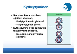 Kytkeytyminen

•  Samassa kromosomissa
   sijaitsevat geenit.
    •  Periytyvät usein yhdessä
    •  = Kytkeytyneet geenit
•  Kytkeytyminen voi purkautua
   tekijäinvaihdunnassa.
    •  Meioosin vähennysjaon
       esivaihe
 
