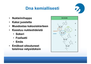 Dna kemiallisesti

•  Nukleiinihappo
•  Kaksi juostetta
•  Muodostaa kaksoiskierteen
•  Koostuu nukleotideistä
    •  Soke...