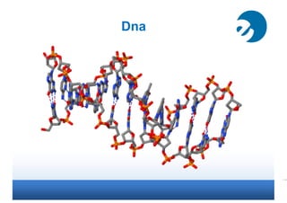 Dna
 