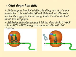 Marn Tarn Rarn Bài 2 phiên mã và dịch mã | PPTX