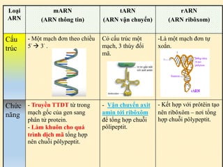 Marn Tarn Rarn Bài 2 phiên mã và dịch mã | PPTX