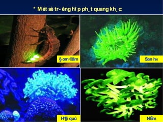 * M ét sè tr- êng hî p ph¸ t quang kh¸ c:

§ om ®ãm

San h«

H¶i quú

NÊm

 