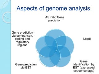 Aspects of genome analysis
Ab initio Gene
prediction
Locus
Gene
identification by
EST (expressed
sequence tags)
Gene prediction
via EST
Gene prediction
via comparison,
coding and
regulatory
regions
 