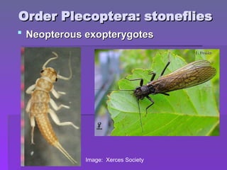 Order Plecoptera: stoneflies
Order Plecoptera: stoneflies
Image: Xerces Society
 Neopterous exopterygotes
Neopterous exopterygotes
 