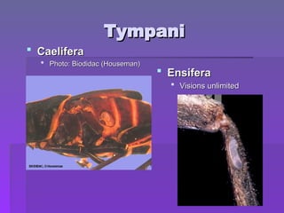 Tympani
Tympani
 Caelifera
Caelifera
 Photo: Biodidac (Houseman)
Photo: Biodidac (Houseman)
 Ensifera
Ensifera
 Visions unlimited
Visions unlimited
 