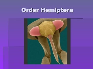Order Hemiptera
Order Hemiptera
 