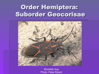 Order Hemiptera:
Order Hemiptera:
Suborder Geocorisae
Suborder Geocorisae
Boxelder bug
Photo: Peter Bryant
 