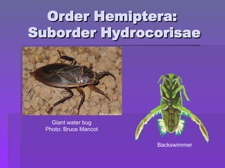 Order Hemiptera:
Order Hemiptera:
Suborder Hydrocorisae
Suborder Hydrocorisae
Giant water bug
Photo: Bruce Mancot
Backswimmer
 