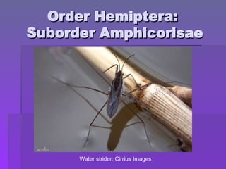Order Hemiptera:
Order Hemiptera:
Suborder Amphicorisae
Suborder Amphicorisae
Water strider: Cirrius Images
 