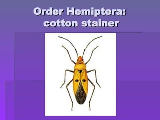 Order Hemiptera:
Order Hemiptera:
cotton stainer
cotton stainer
 