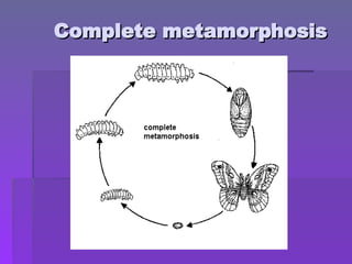 Complete metamorphosis
Complete metamorphosis
 