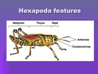 Hexapoda features
Hexapoda features
 