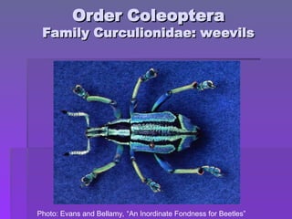 Order Coleoptera
Order Coleoptera
Family Curculionidae: weevils
Family Curculionidae: weevils
Photo: Evans and Bellamy, “An Inordinate Fondness for Beetles”
 