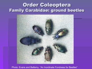 Order Coleoptera
Order Coleoptera
Family Carabidae: ground beetles
Family Carabidae: ground beetles
Photo: Evans and Bellamy, “An Inordinate Fondness for Beetles”
 