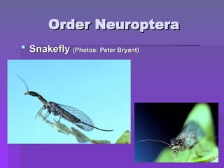 Order Neuroptera
Order Neuroptera
 Snakefly
Snakefly (Photos: Peter Bryant)
(Photos: Peter Bryant)
 