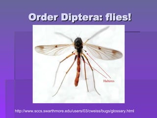 Order Diptera: flies!
Order Diptera: flies!
http://www.sccs.swarthmore.edu/users/03/cweiss/bugs/glossary.html
 