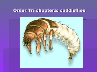 Order Triichoptera: caddisflies
Order Triichoptera: caddisflies
 