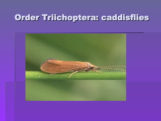 Order Triichoptera: caddisflies
Order Triichoptera: caddisflies
 
