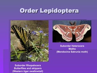 Order Lepidoptera
Order Lepidoptera
Suborder Rhopalocera
Butterflies and skippers
(Western tiger swallowtail)
Suborder Heterocera
Moths
(Mendocina Satrunia moth)
 
