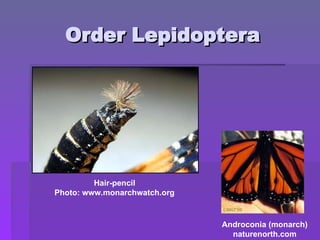 Order Lepidoptera
Order Lepidoptera
Hair-pencil
Photo: www.monarchwatch.org
Androconia (monarch)
naturenorth.com
 