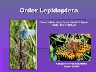 Order Lepidoptera
Order Lepidoptera
Fender’s blue butterfly on Kincaid’s lupine
Photo: Cheryl Schulz
Oregon silverspot butterfly
Photo: ODFW
 