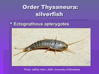 Order Thysaneura:
Order Thysaneura:
silverfish
silverfish
 Ectognathous apterygotes
Ectognathous apterygotes
Photo: Jeffrey Hahn, 2006, University of Minnesota
 