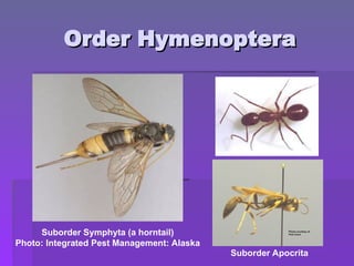 Order Hymenoptera
Order Hymenoptera
Suborder Symphyta (a horntail)
Photo: Integrated Pest Management: Alaska
Suborder Apocrita
 
