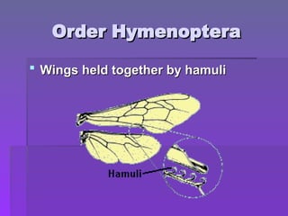 Order Hymenoptera
Order Hymenoptera
 Wings held together by hamuli
Wings held together by hamuli
 