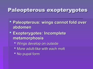 Paleopterous exopterygotes
Paleopterous exopterygotes
 Paleopterous: wings cannot fold over
Paleopterous: wings cannot fold over
abdomen
abdomen
 Exopterygotes: Incomplete
Exopterygotes: Incomplete
metamorphosis
metamorphosis
 Wings develop on outside
Wings develop on outside
 More adult-like with each molt
More adult-like with each molt
 No pupal form
No pupal form
 
