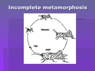Incomplete metamorphosis
Incomplete metamorphosis
 