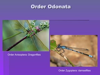 Order Odonata
Order Odonata
Order Anisoptera: Dragonflies
Order Zygoptera: damselflies
 