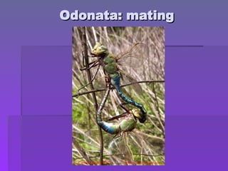 Odonata: mating
Odonata: mating
 
