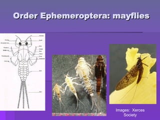 Order Ephemeroptera: mayflies
Order Ephemeroptera: mayflies
Images: Xerces
Society
 