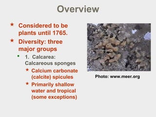 sponges poriferans and their phylogeny.ppt