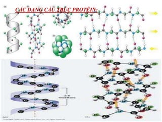 CÁC DẠNG CẤU TRÚC PROTÊIN:
 