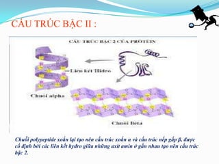 CẤU TRÚC BẬC II :




Chuỗi polypeptide xoắn lại tạo nên cấu trúc xoắn α và cấu trúc nếp gấp β, được
cố định bởi các liên kết hyđro giữa những axit amin ở gần nhau tạo nên cấu trúc
bậc 2.
 