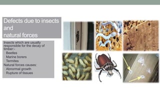 Defects due to insects
and
natural forces
Insects which are usually
responsible for the decay of
timber:-
• Beetles
• Marine borers
• Termites
Natural forces causes:
• Abnormal growth
• Rupture of tissues
 