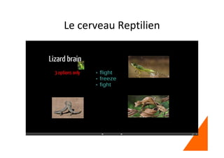 Le cerveau Reptilien
 