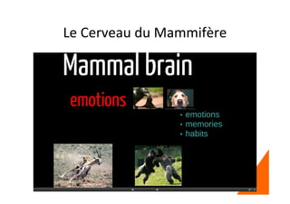 Le Cerveau du Mammifère
 