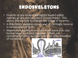 Endoskeletons
• Ossicles of sea urchins are tightly bound whilst
  ossicles of sea stars are more loosely linked. This
  allows the sea star to change the shape of its arms.
• A chordate’s skeleton consits out of caritlage, bone or
  a combination of both.
• Mammalian skeletons are built from more than 200
  bones; some are fused together, others are
  connected at joints by ligaments that allow freedom
  of movement.
 