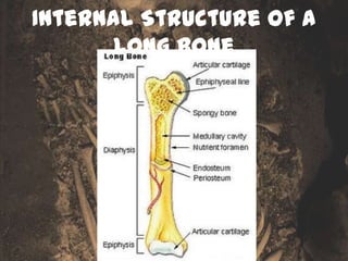 Internal Structure of a
       Long Bone
 