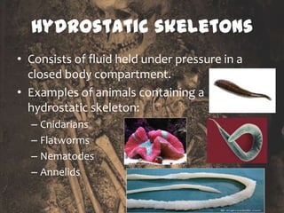 Hydroskeleton Examples Animal Support System | PPTX | Geology | Science