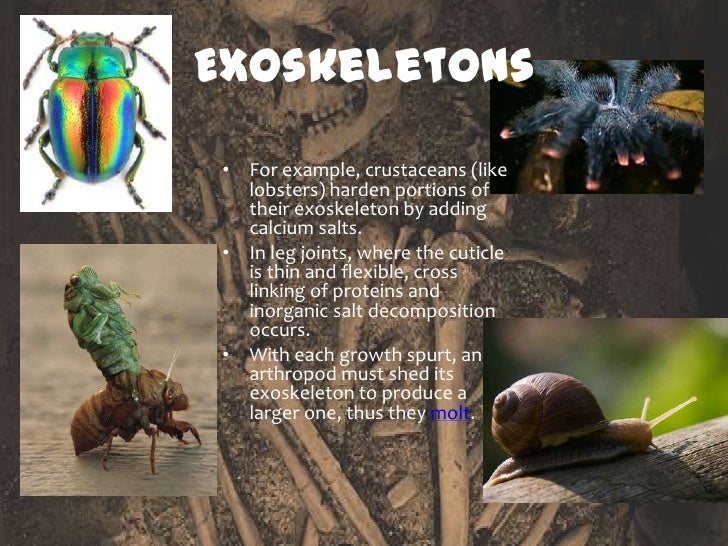 Animal Support System