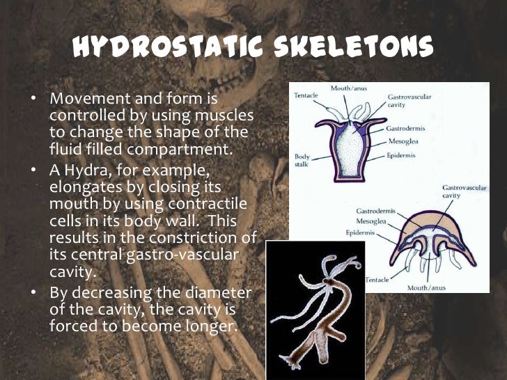 Animal Support System