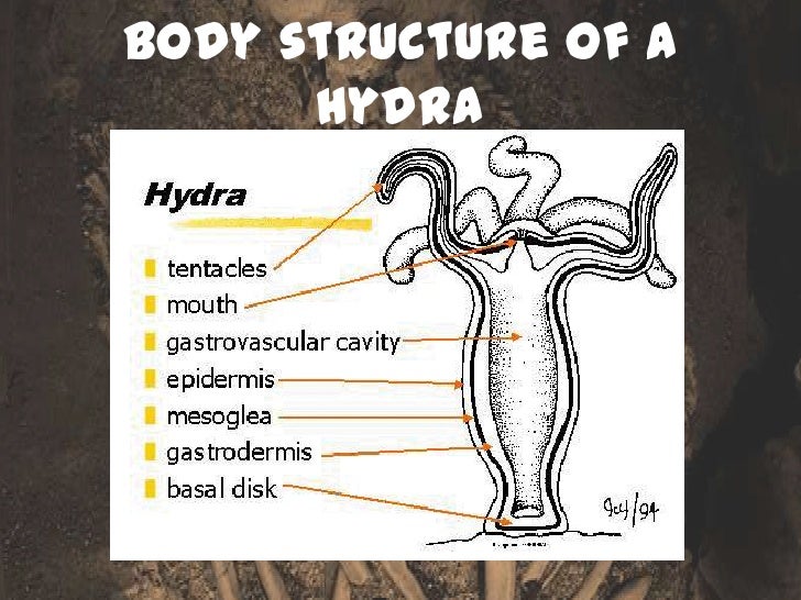 how do hydrostatic skeletons move how do hydrostatic skeletons move